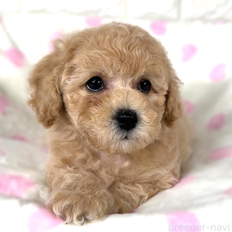 成約済の栃木県のビションプー:ビションフリーゼ×トイプードル-411571の4枚目