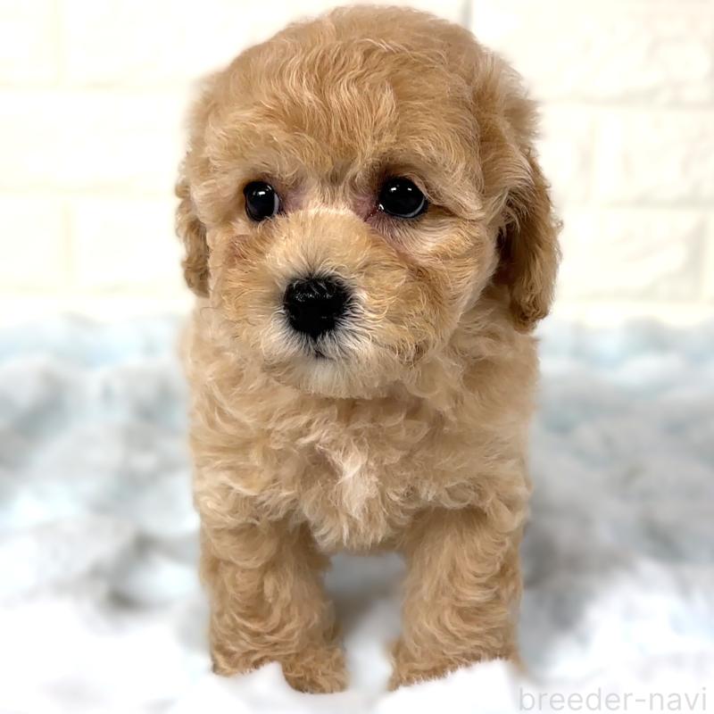 成約済の栃木県のビションプー:ビションフリーゼ×トイプードル-411571の3枚目