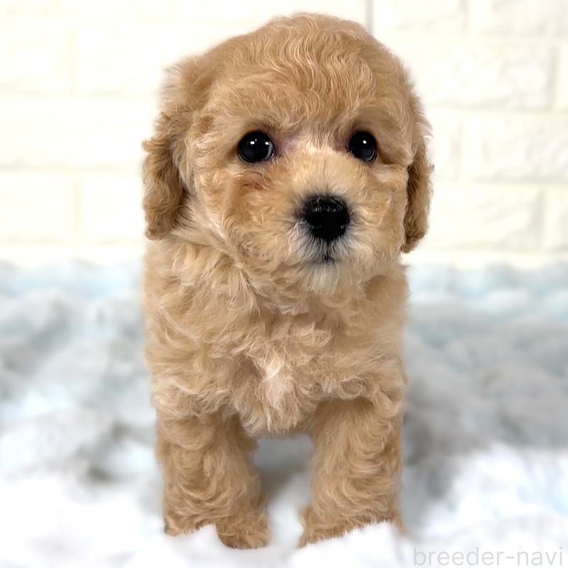 成約済の栃木県のビションプー:ビションフリーゼ×トイプードル-411571の2枚目