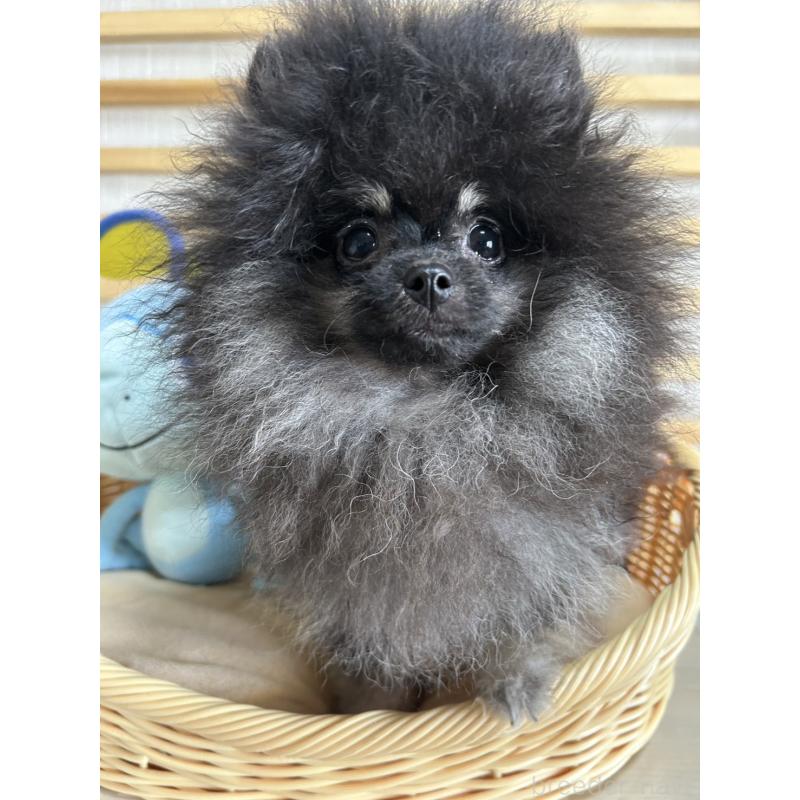 販売中の大阪府のポメラニアン-404582の12枚目