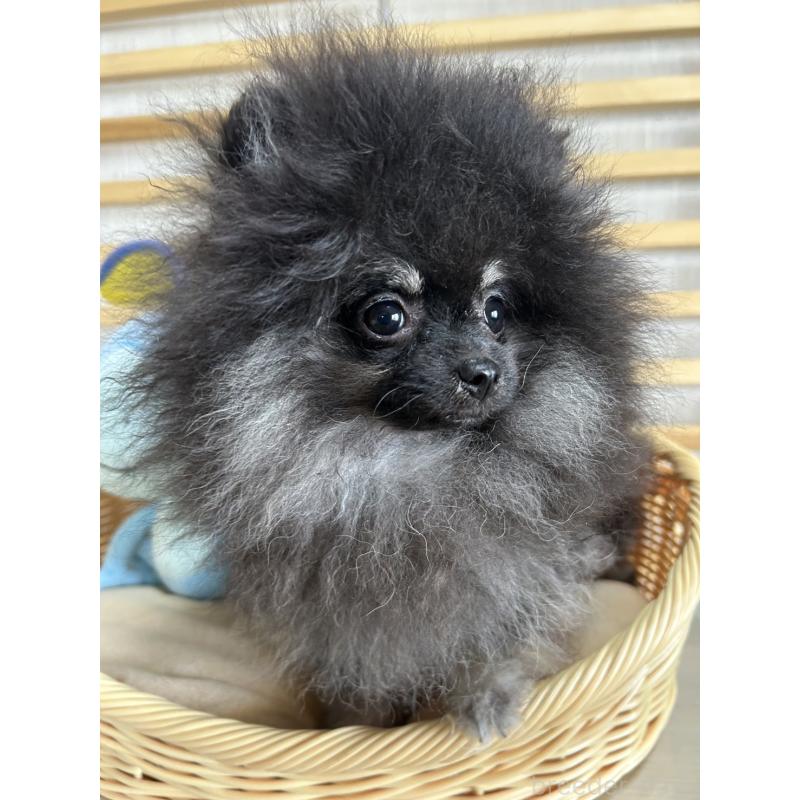 販売中の大阪府のポメラニアン-404582の11枚目