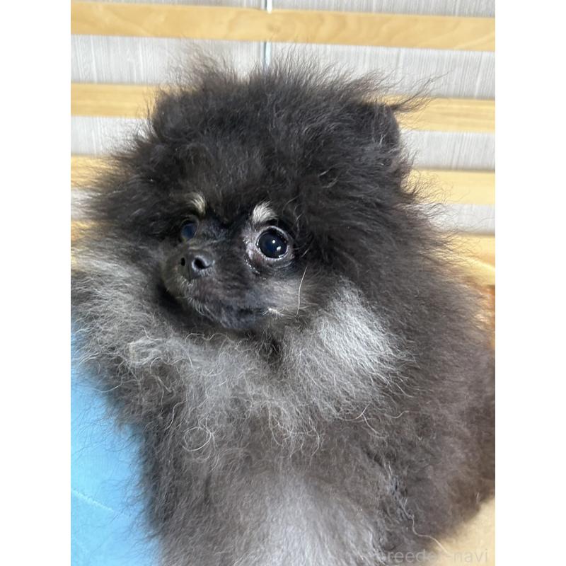 販売中の大阪府のポメラニアン-404582の9枚目