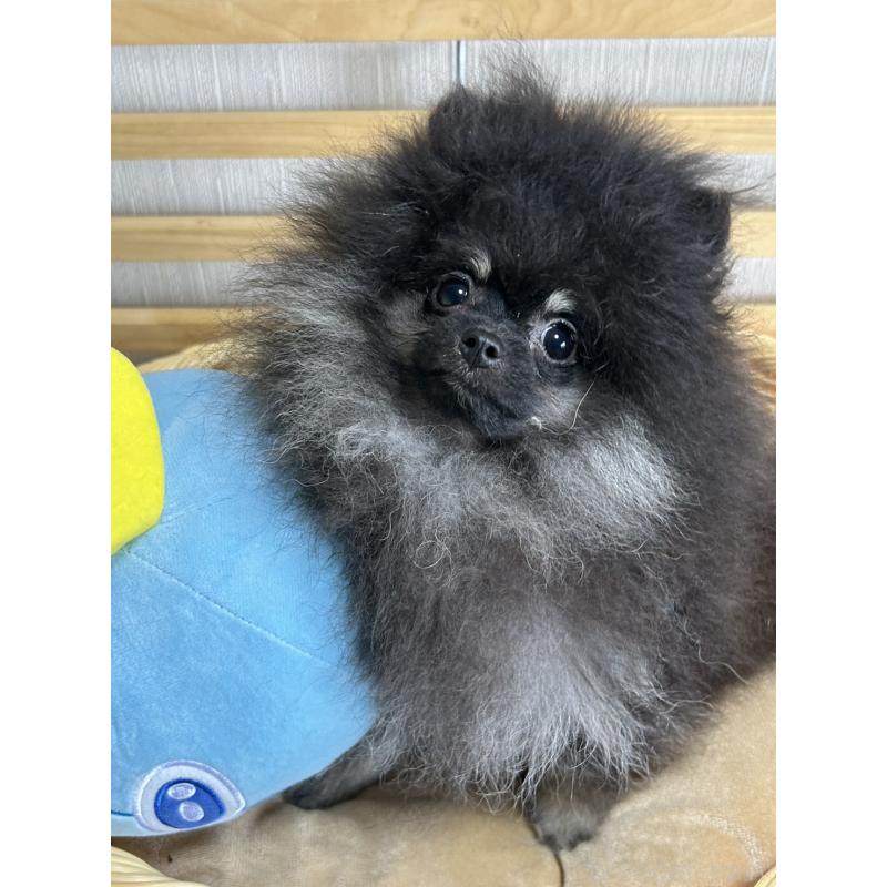 販売中の大阪府のポメラニアン-404582の8枚目