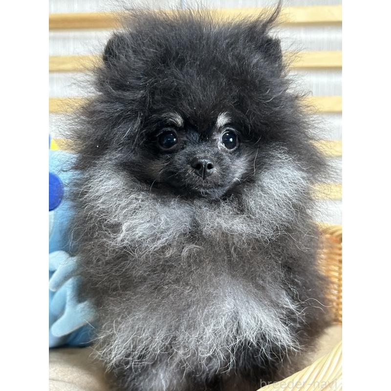 販売中の大阪府のポメラニアン-404582の7枚目