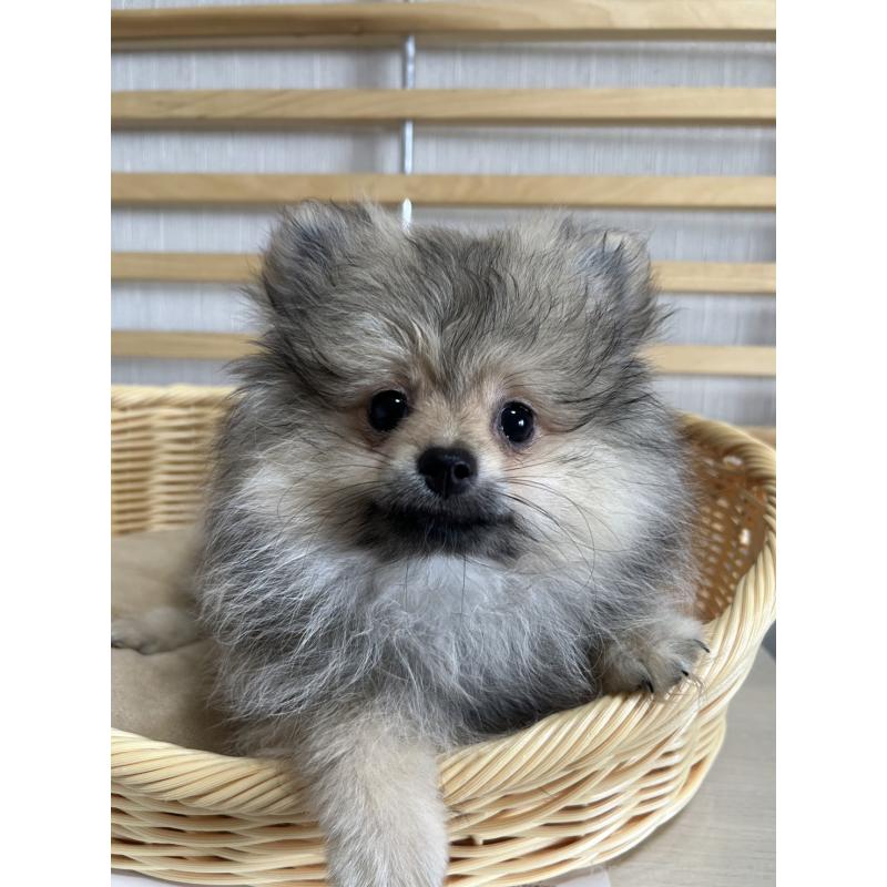 販売中の大阪府のポメラニアン-411207の1枚目