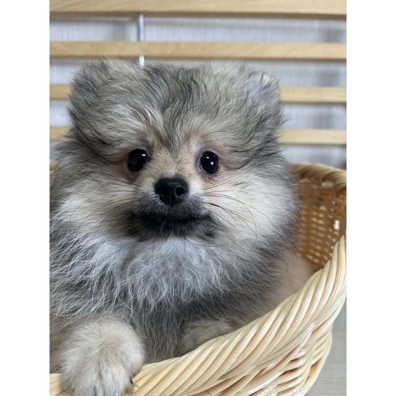 販売中の大阪府のポメラニアン-411207の5枚目