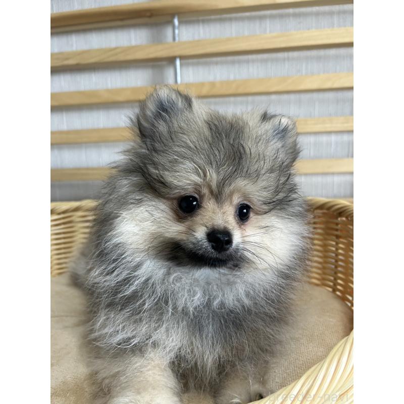販売中の大阪府のポメラニアン-411207の4枚目