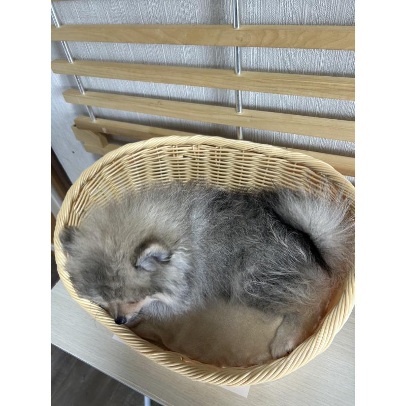 販売中の大阪府のポメラニアン-411207の2枚目