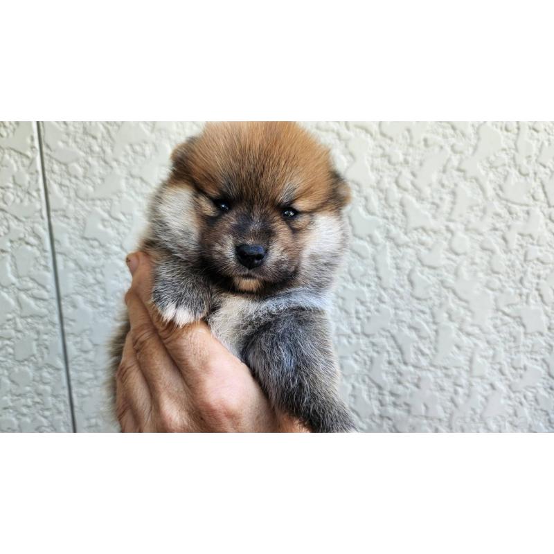販売中の福岡県のミックス犬-417322の1枚目
