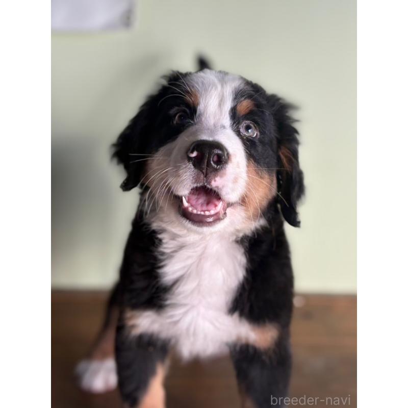 成約済の愛知県のバーニーズマウンテンドッグ-414125の3枚目