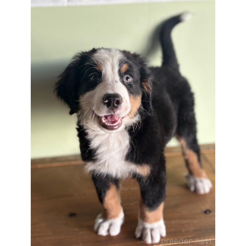 成約済の愛知県のバーニーズマウンテンドッグ-414125の2枚目