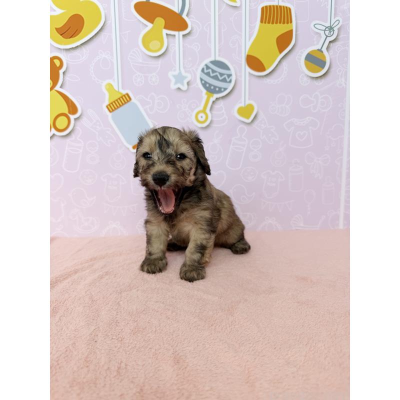 成約済の東京都のダップー:ミニチュアダックスフンド×トイプードル-414476の6枚目