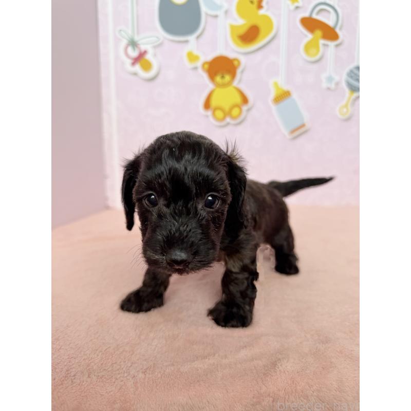 販売中の東京都のダップー:ミニチュアダックスフンド×トイプードル-414485の6枚目