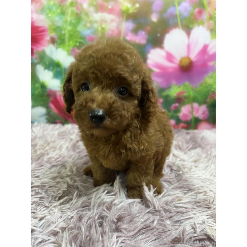 販売中の茨城県のトイプードル-417323の2枚目