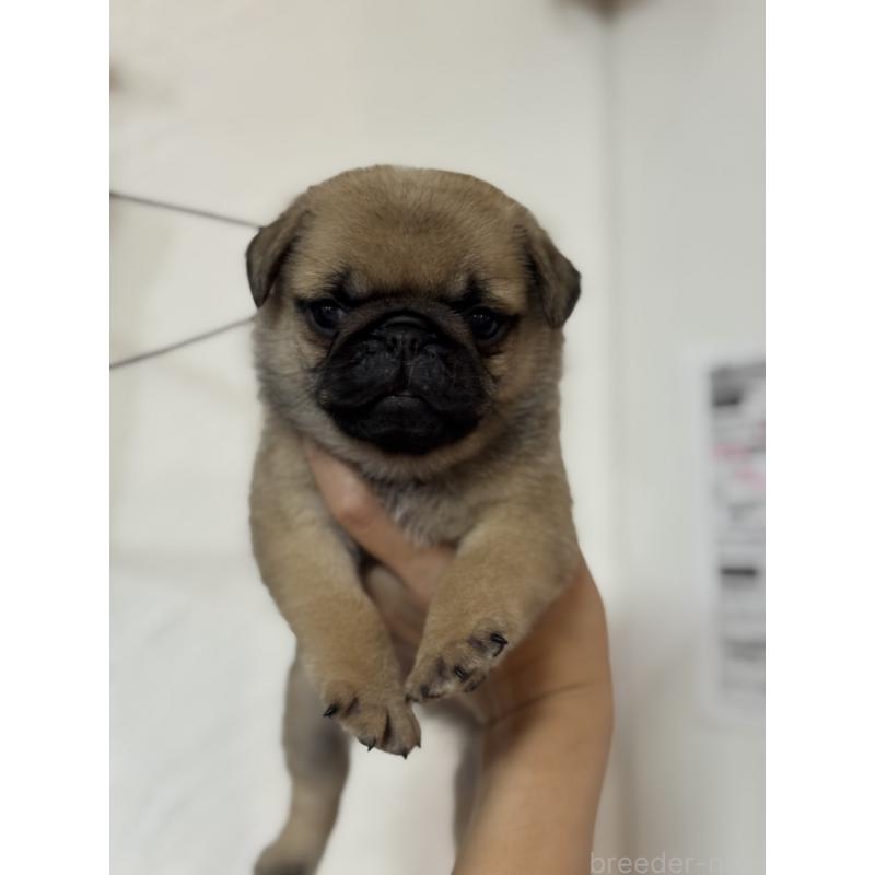 販売中の福岡県のパグ-413780の3枚目