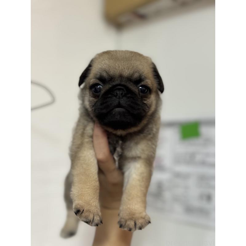 成約済の福岡県のパグ-413782の2枚目