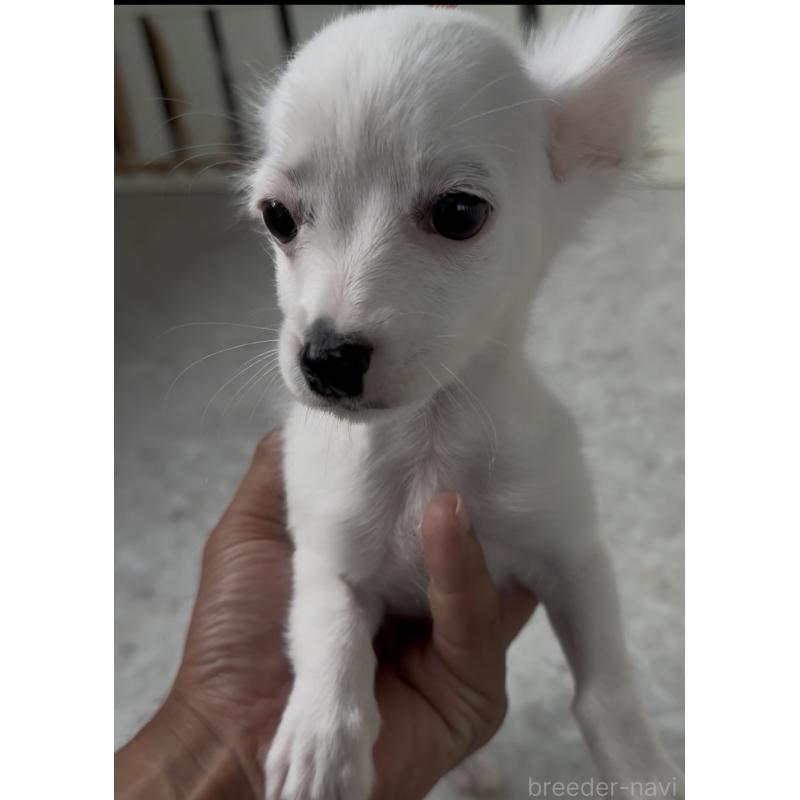 販売中の福岡県のミックス犬-408632の3枚目