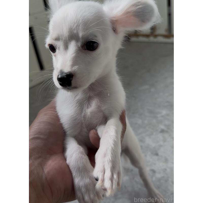 販売中の福岡県のミックス犬-408632の2枚目