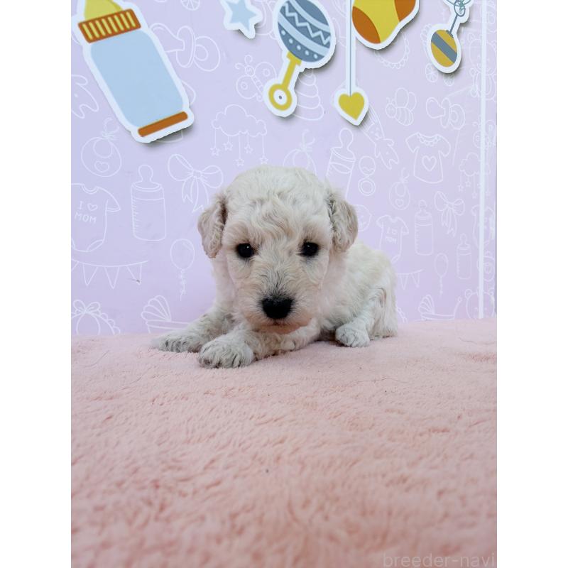 成約済の東京都のトイプードル-416781の8枚目