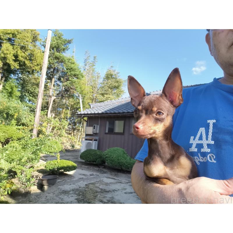 成約済の新潟県のロシアントイテリア-385009の4枚目