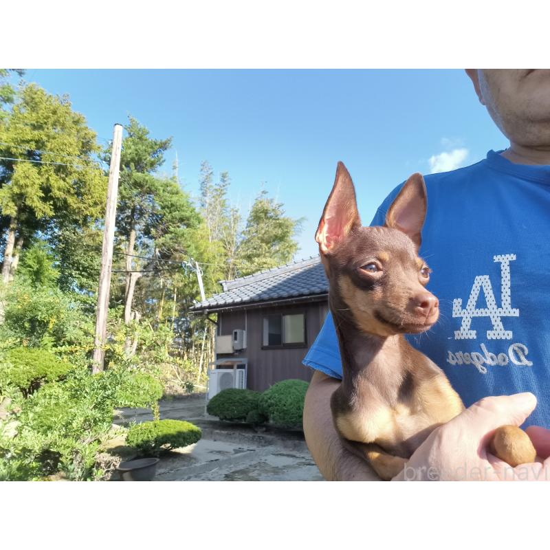 成約済の新潟県のロシアントイテリア-385009の3枚目