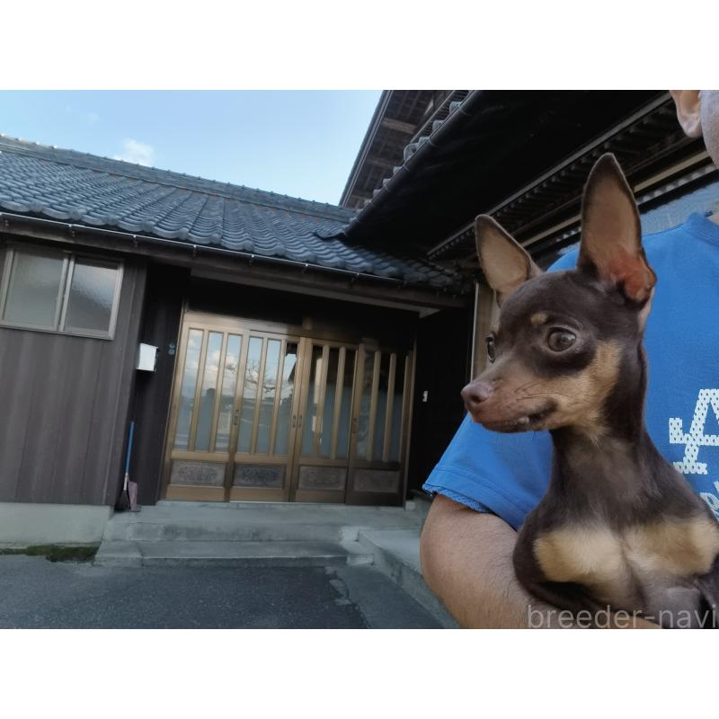 成約済の新潟県のロシアントイテリア-385009の2枚目