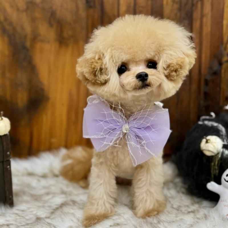 販売中の広島県のミックス犬-366230