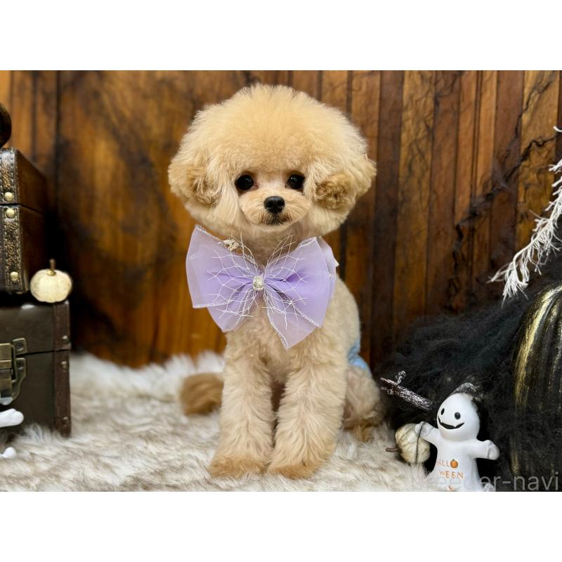 販売中の広島県のミックス犬-366230の4枚目