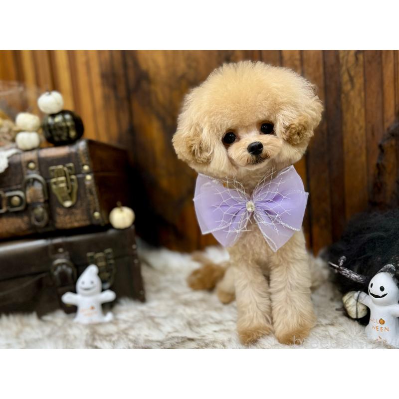 販売中の広島県のミックス犬-366230の3枚目