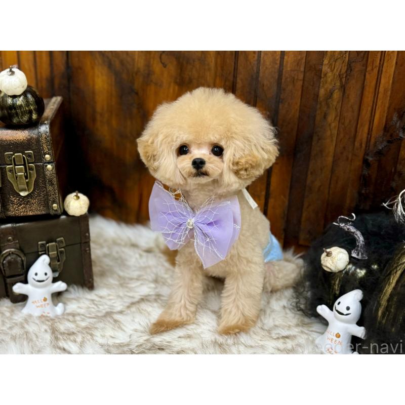 販売中の広島県のミックス犬-366230の2枚目