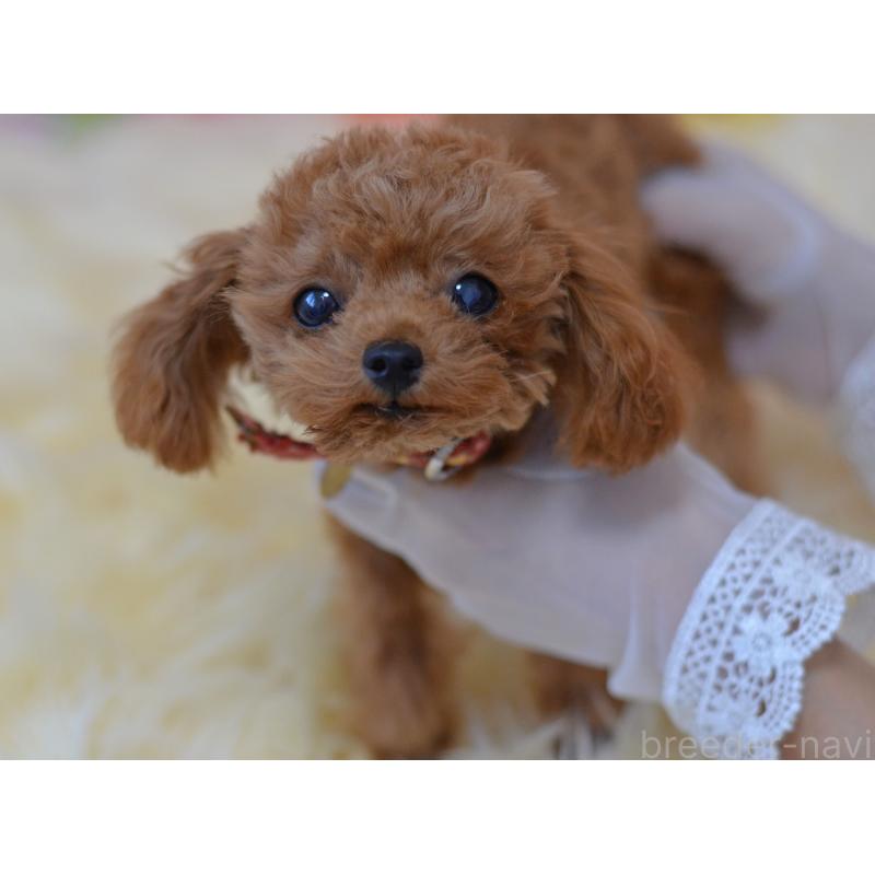 販売中の埼玉県のティーカッププードル-393964の5枚目