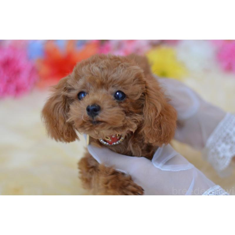 販売中の埼玉県のティーカッププードル-393964の4枚目