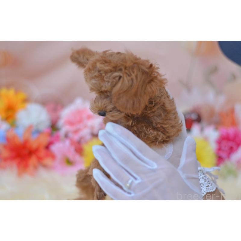 販売中の埼玉県のティーカッププードル-393964の3枚目