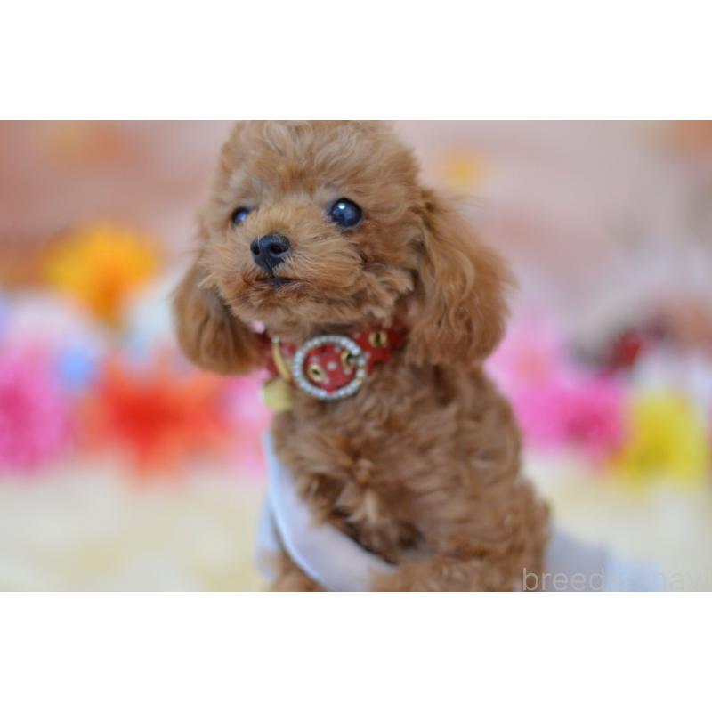 販売中の埼玉県のティーカッププードル-393964の2枚目