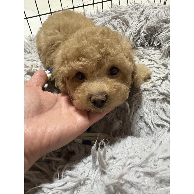 販売中の茨城県のトイプードル-417338の4枚目