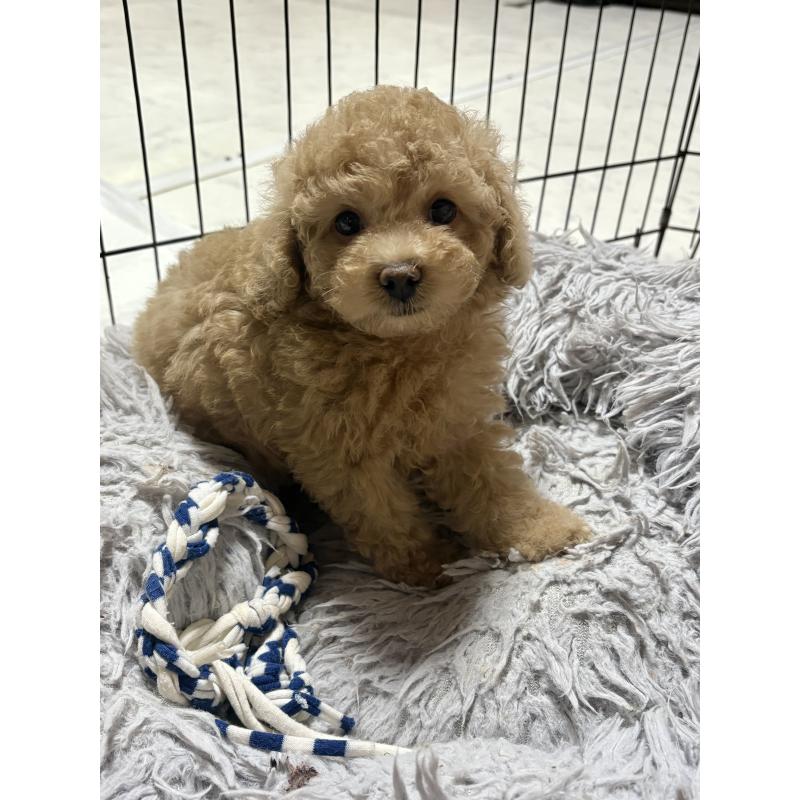 販売中の茨城県のトイプードル-417338の2枚目