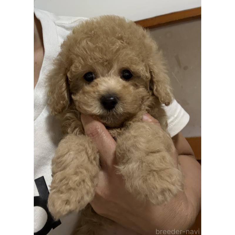 販売中の茨城県のタイニープードル-417340の5枚目