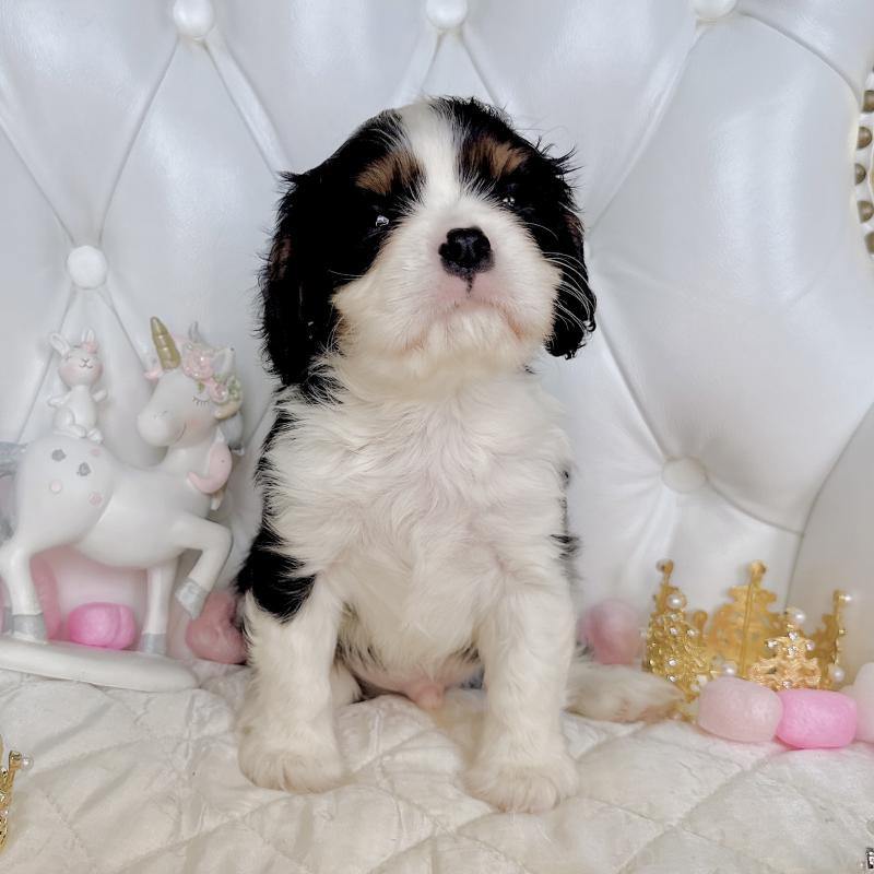 成約済の福岡県のキャバリアキングチャールズスパニエル-413526の15枚目