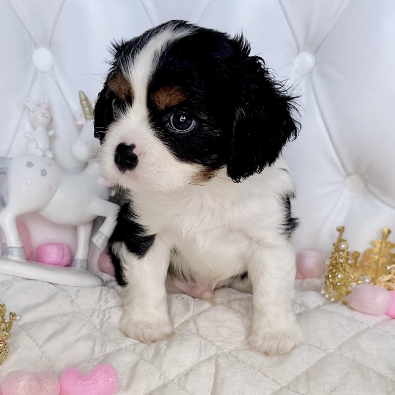 成約済の福岡県のキャバリアキングチャールズスパニエル-413526の14枚目