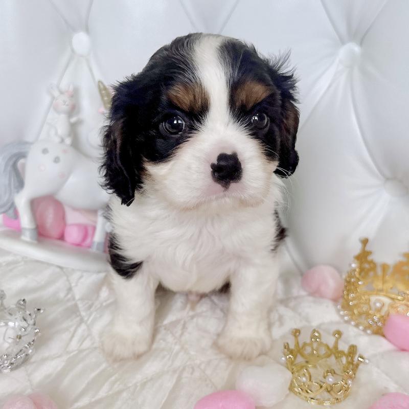 成約済の福岡県のキャバリアキングチャールズスパニエル-413526の13枚目