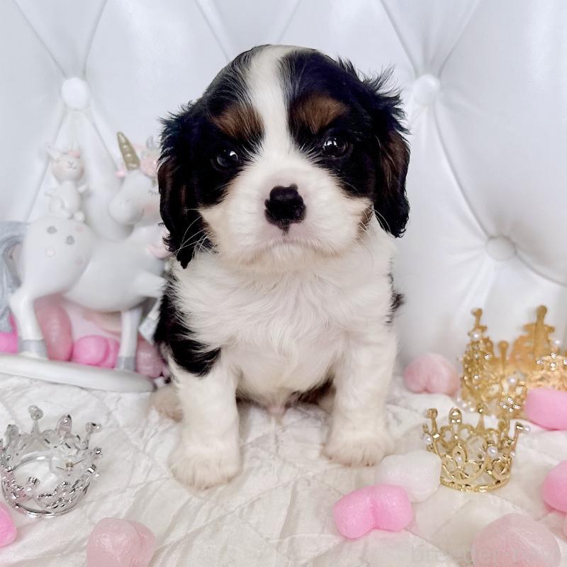 成約済の福岡県のキャバリアキングチャールズスパニエル-413526の12枚目