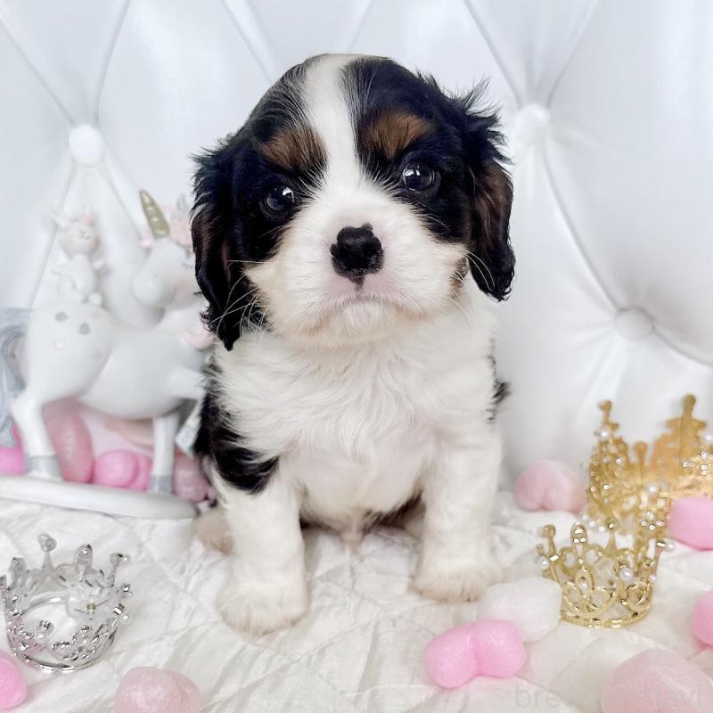 成約済の福岡県のキャバリアキングチャールズスパニエル-413526の11枚目