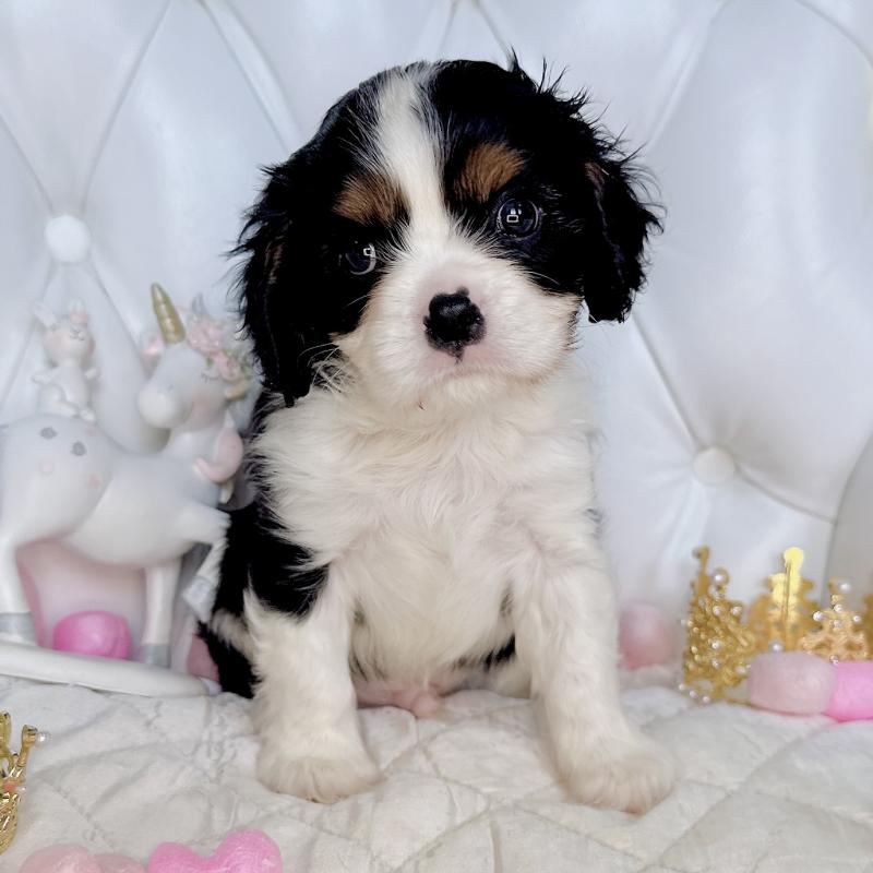 成約済の福岡県のキャバリアキングチャールズスパニエル-413526の10枚目