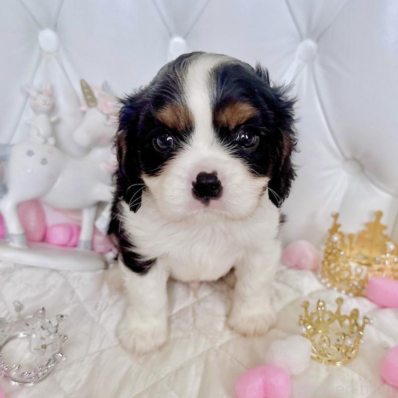 成約済の福岡県のキャバリアキングチャールズスパニエル-413526の9枚目