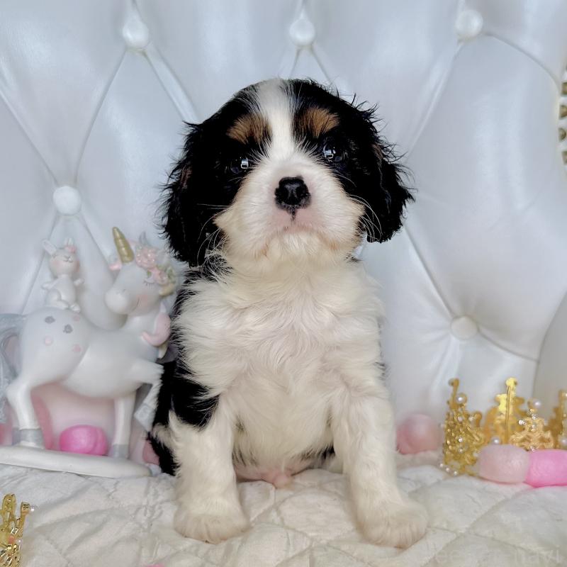 成約済の福岡県のキャバリアキングチャールズスパニエル-413526の8枚目