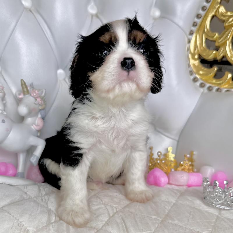 成約済の福岡県のキャバリアキングチャールズスパニエル-413526の7枚目