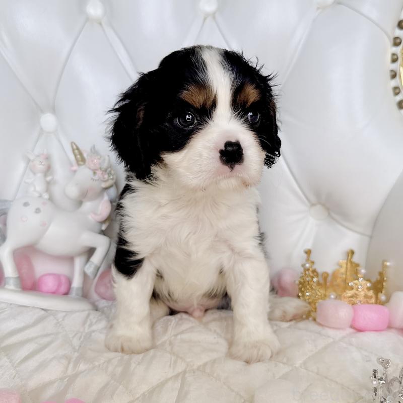 成約済の福岡県のキャバリアキングチャールズスパニエル-413526の6枚目