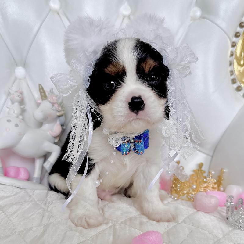 成約済の福岡県のキャバリアキングチャールズスパニエル-413526の5枚目