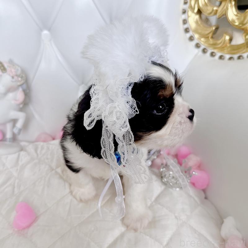 成約済の福岡県のキャバリアキングチャールズスパニエル-413526の4枚目