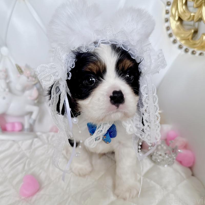 成約済の福岡県のキャバリアキングチャールズスパニエル-413526の3枚目